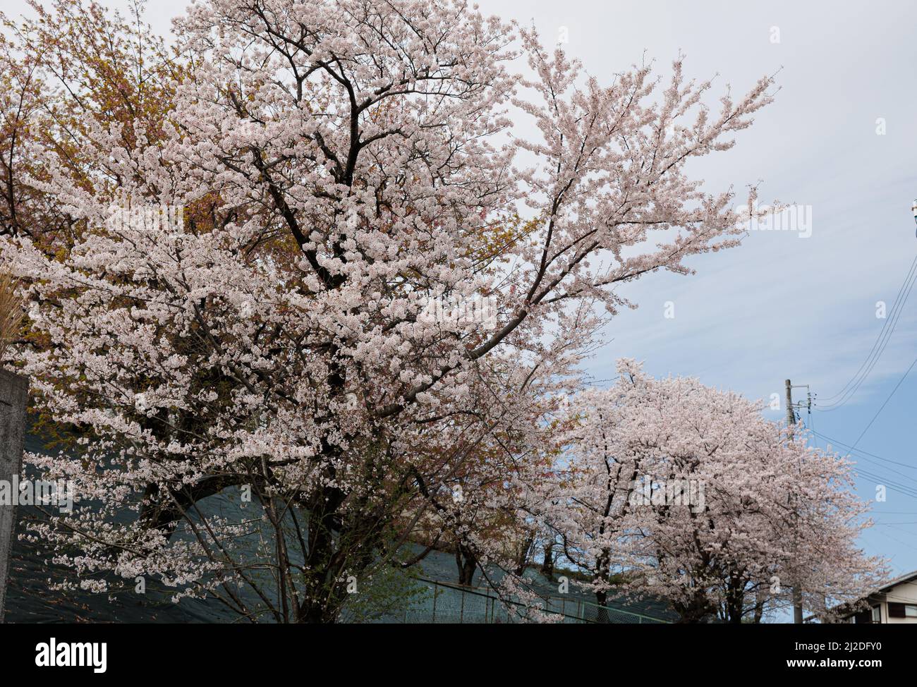 Nagoya, Japan. 01. April 2022. Kirschblütenbaum in Nagoya. Die Kirschblüte, die in Japan auch als Sakura bekannt ist, ist normalerweise im März oder Anfang April im Frühling am Höhepunkt. Die Sakura ist die Nationalblume Japans und Kirschblüten zu genießen ist eine alte japanische Gewohnheit. Kredit: SOPA Images Limited/Alamy Live Nachrichten Stockfoto