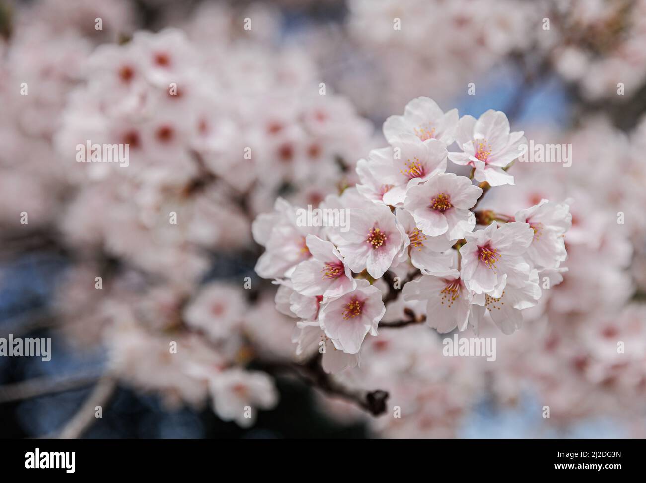 Nagoya, Japan. 01. April 2022. Kirschblütenbaum in Nagoya. Die Kirschblüte, die in Japan auch als Sakura bekannt ist, ist normalerweise im März oder Anfang April im Frühling am Höhepunkt. Die Sakura ist die Nationalblume Japans und Kirschblüten zu genießen ist eine alte japanische Gewohnheit. (Foto von Takahiro Yoshida/SOPA Images/Sipa USA) Quelle: SIPA USA/Alamy Live News Stockfoto