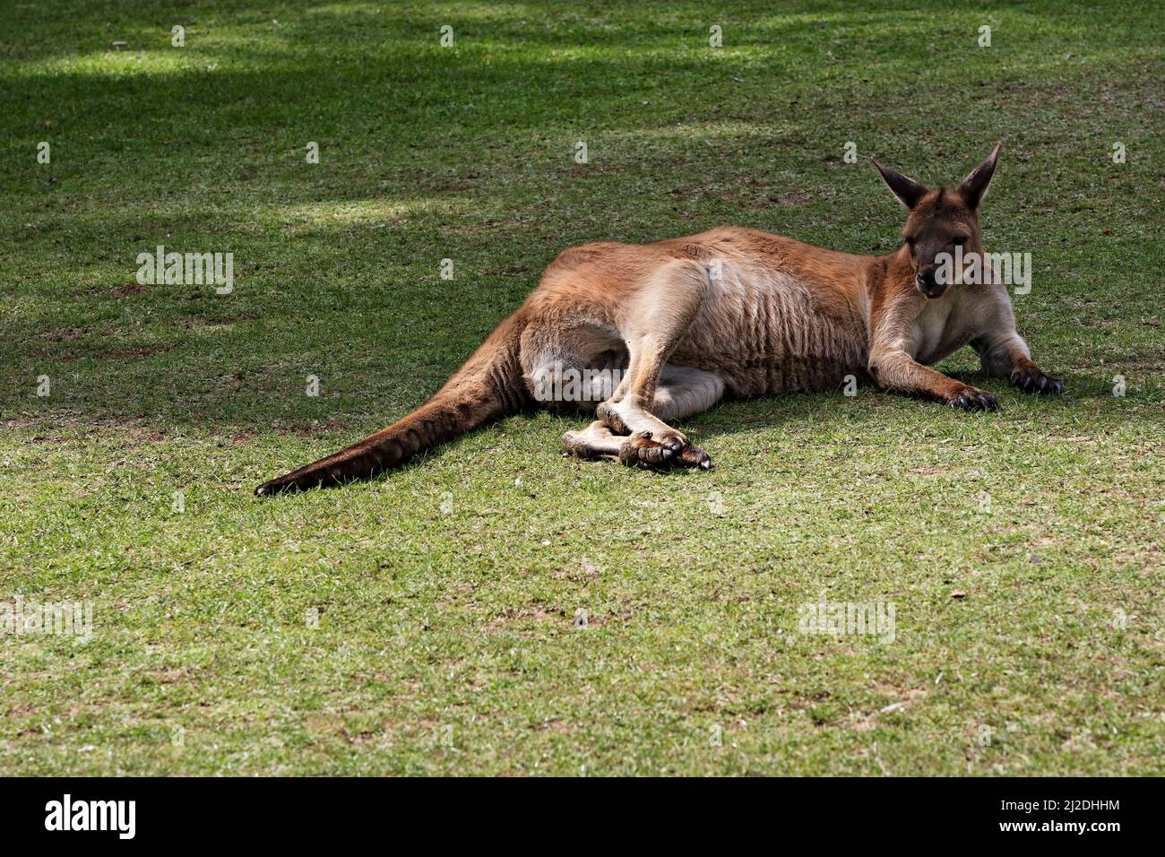 Beuteltiere / ein graues Känguru im Ballarat Wildlife Park in Ballarat, Australien. Stockfoto