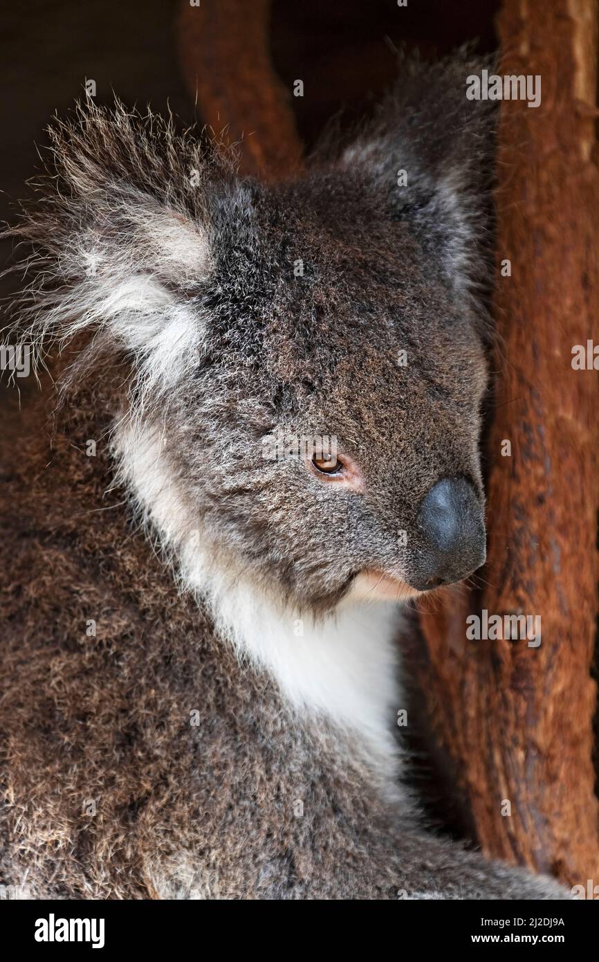 Säugetiere / Ein Koala, der im Ballarat Wildlife Park in Ballarat Australia ruht. Stockfoto