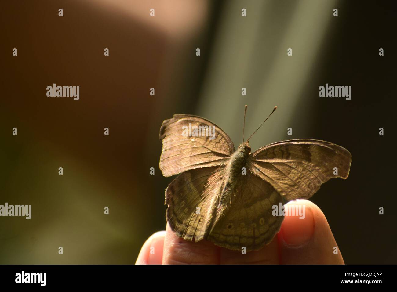Schokolade Stiefmütterchen Junonia iphita Schmetterling sitzt auf der menschlichen Hand. Stockfoto