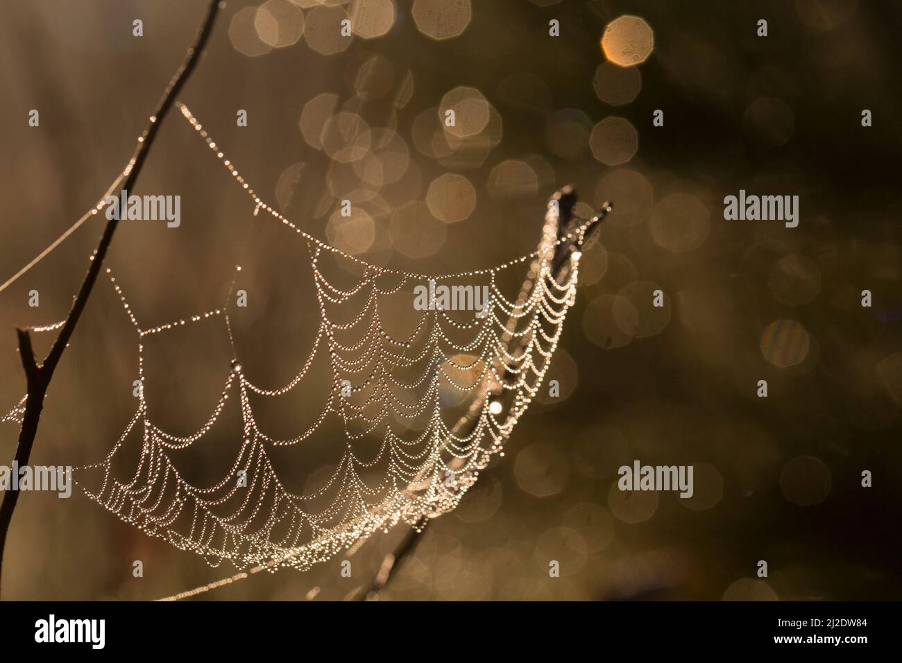 Perlen von Tau auf den zarten Spinnennetzsträngen Stockfoto