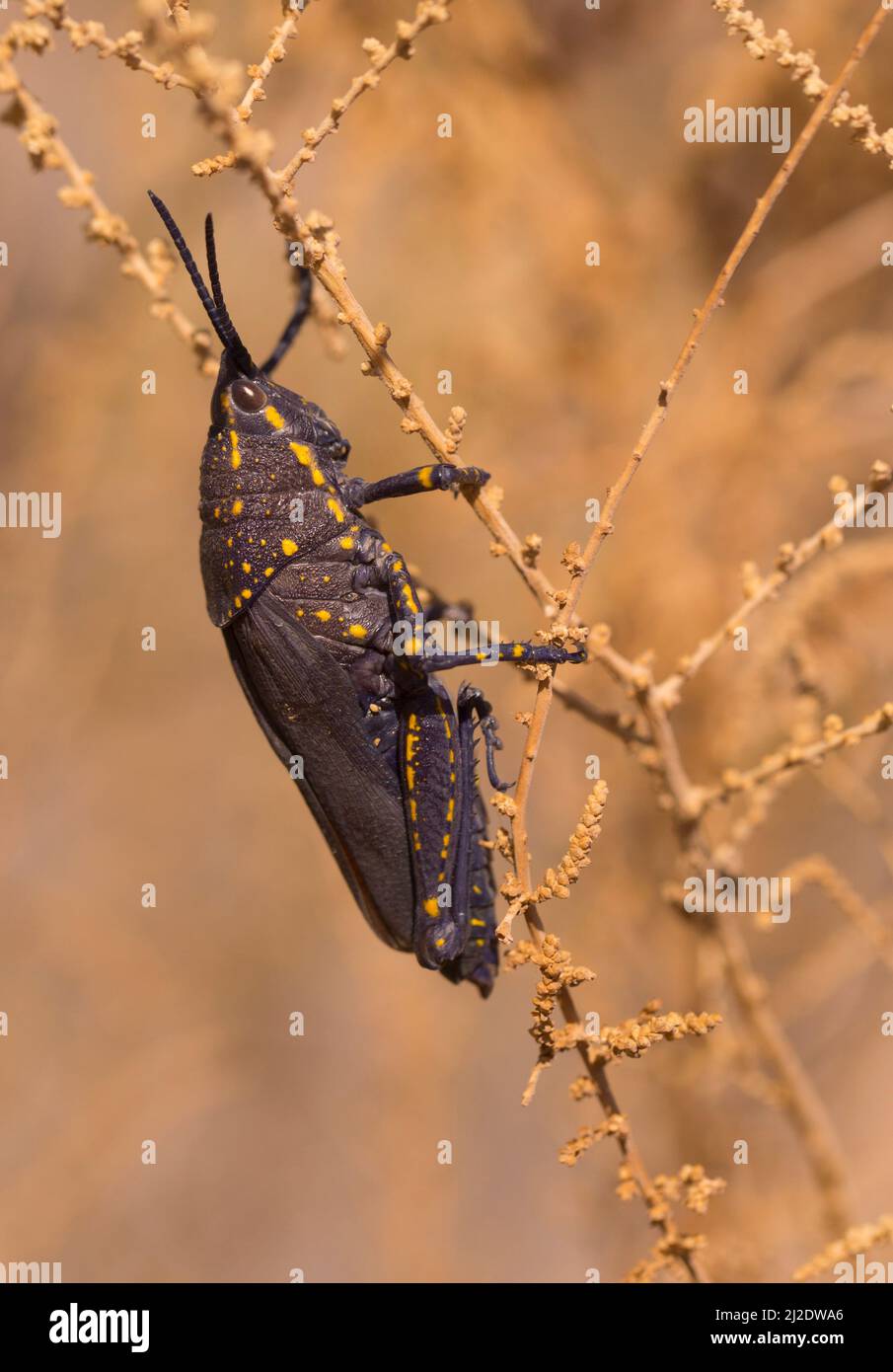Der schwarze Köpfchen-Grasshopper (Poekilocerus bufonius) mit seinem großen schwarzen Körper und seiner langsamen Bewegung ist leicht zu erkennen! Vor allem, wenn sie sich ausruhen Stockfoto