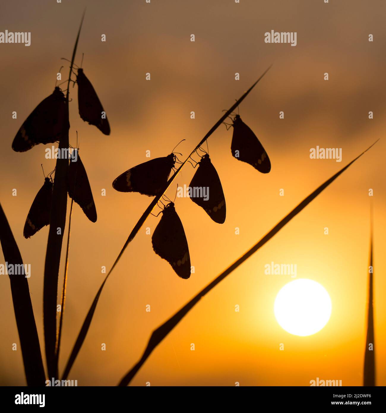 Schmetterlinge in Ruhe für die Nacht Silhouetten bei Sonnenuntergang Stockfoto