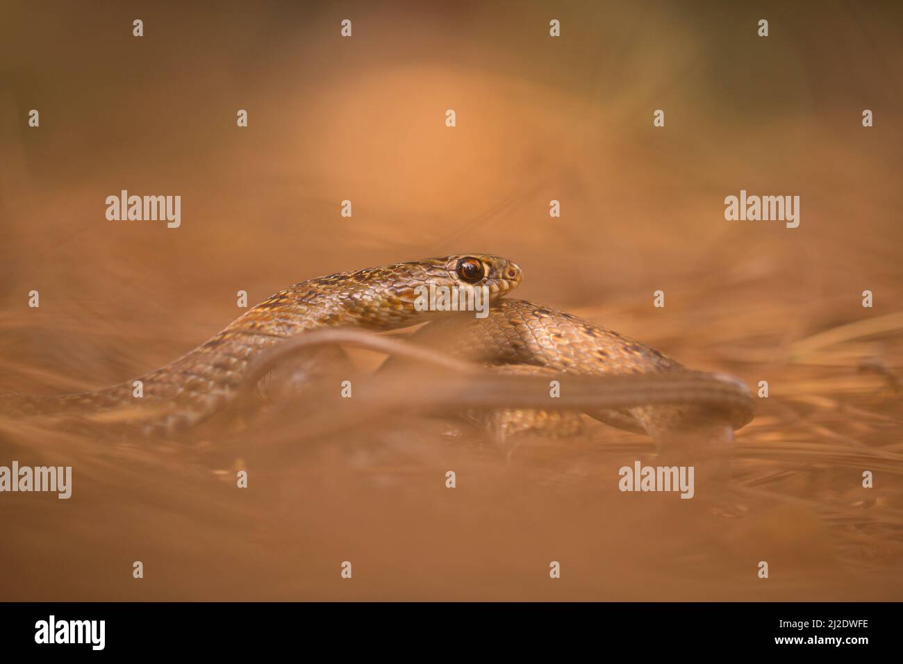 Junge schwarze Whipfnatter (Dolichophis jugularis) Stockfoto