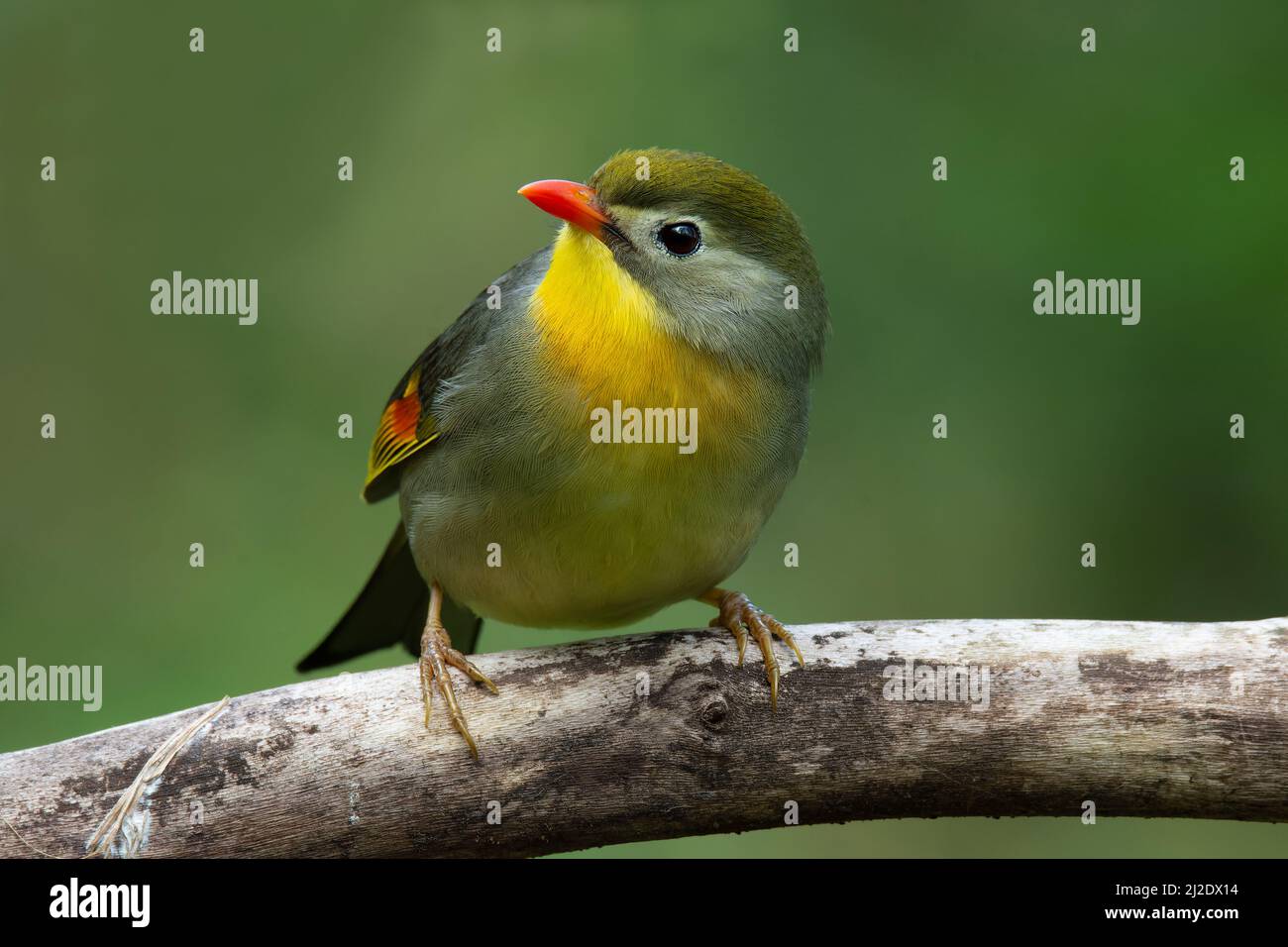 Wenn Sie eine Kopie aller Dateinamen und zugehörigen Bildmetadaten wünschen, können Sie eine Tabelle anfordern, indem Sie auf die Schaltfläche unten klicken. Hinweis: Stockfoto