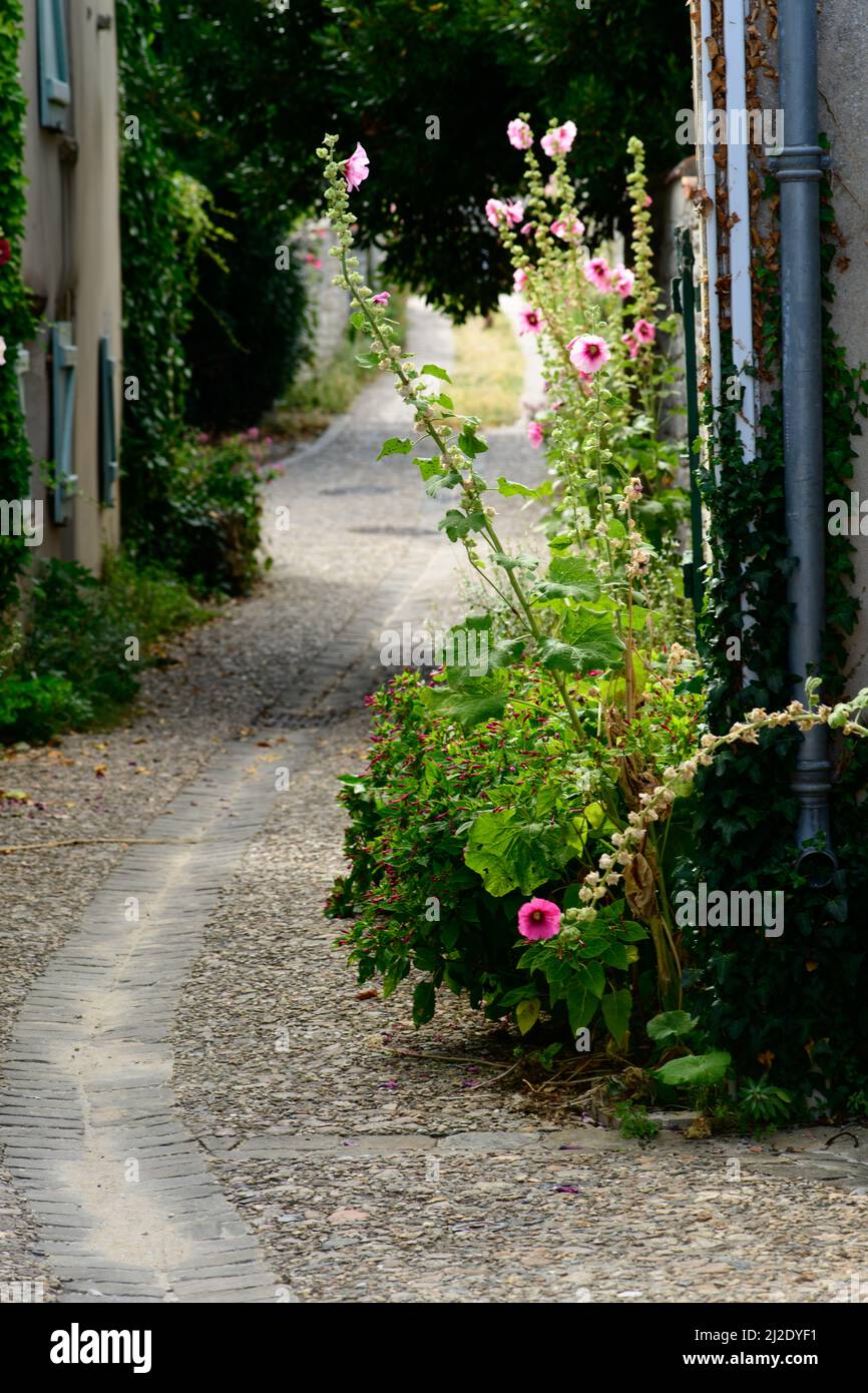 Kleine gepflasterte Gasse mit blühendem Hollyhock auf der ile de Ré im Sommer Stockfoto