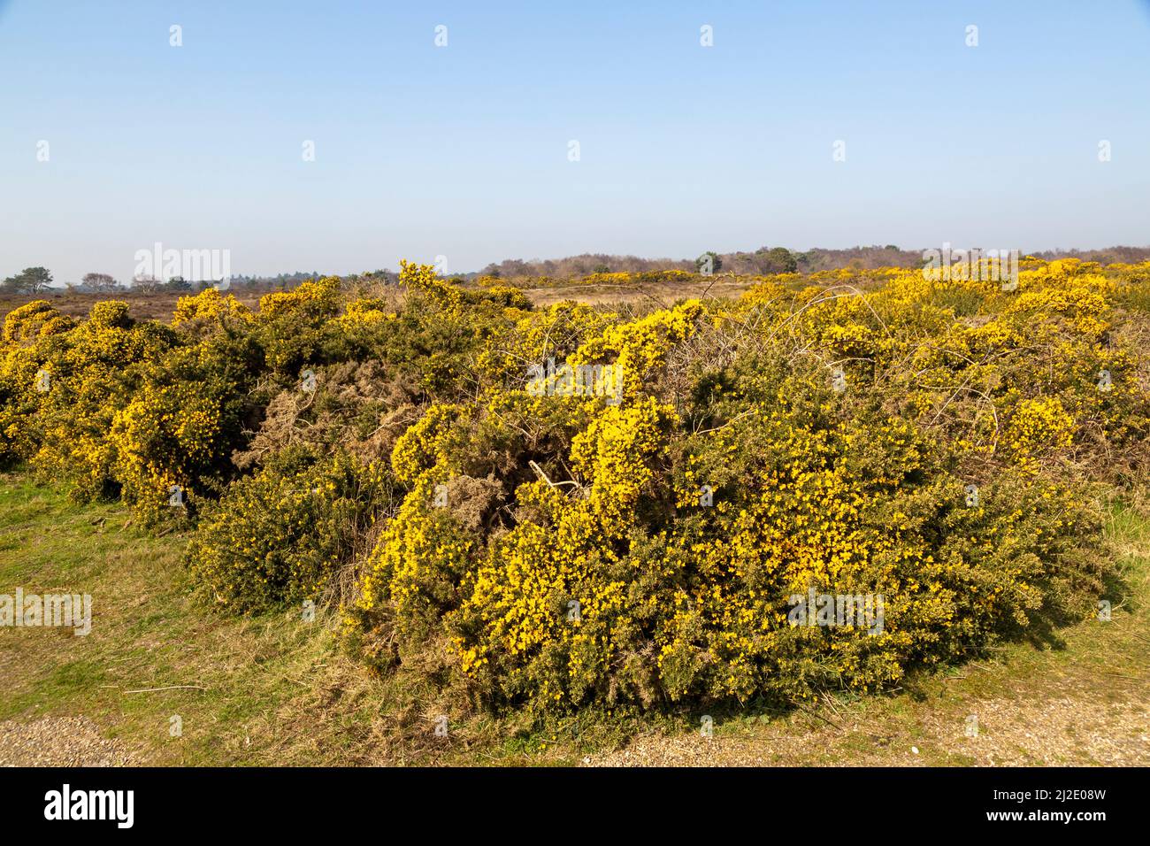 Gelbe Blüte, gewöhnlicher Gorse, Furze (Ulex europaeus), Dunwich Heath, Suffolk, England, Großbritannien Stockfoto