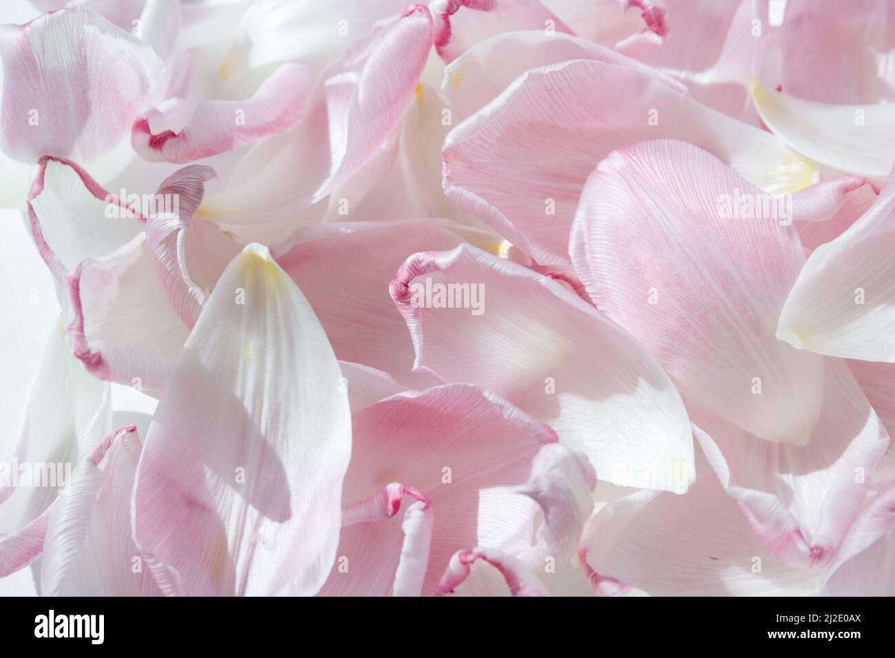 Ein Tulpenblatt. Rosa gefallene Tulpenblätter. Romantischer, sanfter Hintergrund. Ein Symbol der Zerbrechlichkeit und Zärtlichkeit Stockfoto