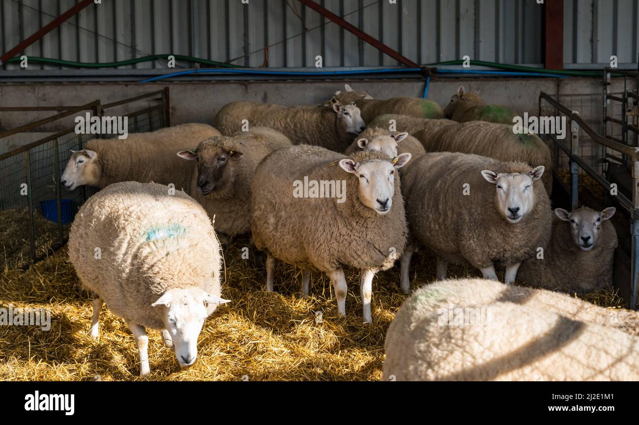 East Lothian, Schottland, Vereinigtes Königreich, 1.. April 2022. Im Frühjahr neugeborene Lämmer: Die Herde der East Fortune Farm von Lleyn-Schafen gebiert in dieser Woche mehrere hundert Lämmer im kalten Ende März-Wetter. Viele der Mutterschafe hatten oder sind wegen Drillinge; pf eine Reihe von ungewöhnlichen Vierbeiner leider nur 2 der Lämmer überlebt. Sie werden im Mabing-Schuppen aufbewahrt, bis das Wetter sich erwärmt. Im Bild: Diese Mutterschafe warten auf ihre Geburt. Kredit: Sally Anderson/Alamy Live Nachrichten Stockfoto