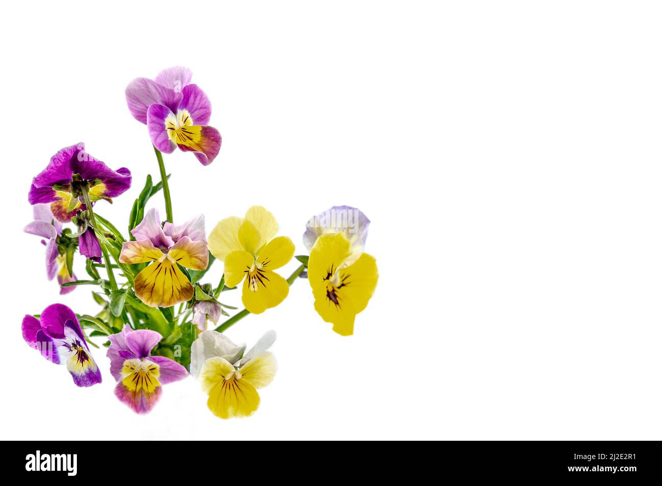 Stiefmütterchen Veilchen blüht es ist auf dem weißen Hintergrund isoliert:Feld Stiefmütterchen Viola arvensis Arten von Veilchen Stockfoto