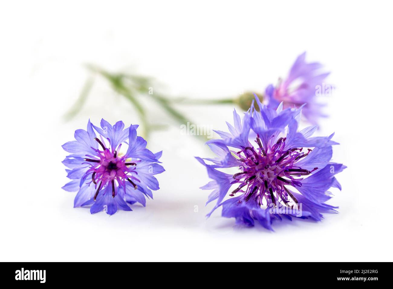 Kornblume Stockfoto
