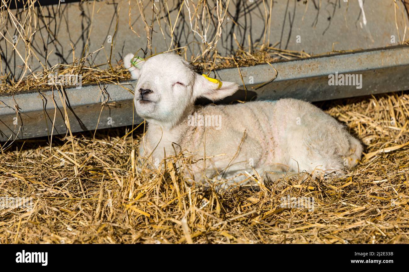 East Lothian, Schottland, Vereinigtes Königreich, 1.. April 2022. Im Frühjahr neugeborene Lämmer: Die Herde der East Fortune Farm von Lleyn-Schafen gebiert in dieser Woche mehrere hundert Lämmer. Sie werden im Stall aufbewahrt, bis sich das Wetter erwärmt Stockfoto