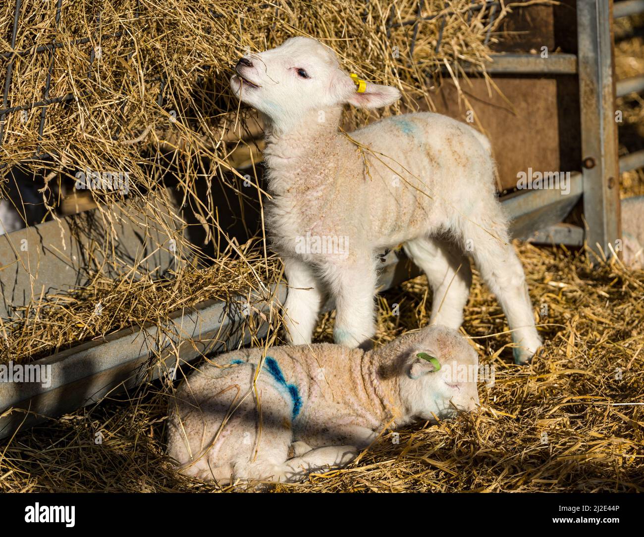 East Lothian, Schottland, Vereinigtes Königreich, 1.. April 2022. Im Frühjahr neugeborene Lämmer: Die Herde der East Fortune Farm von Lleyn-Schafen gebiert in dieser Woche mehrere hundert Lämmer. Sie werden im Stall aufbewahrt, bis sich das Wetter erwärmt Stockfoto