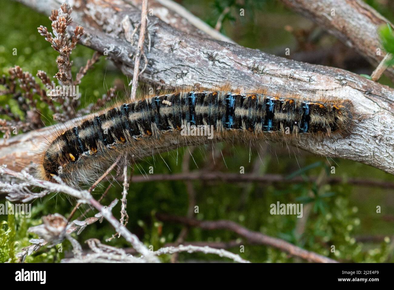 eggar-Raupe (Lasiocampa quercus larva), Großbritannien Stockfoto