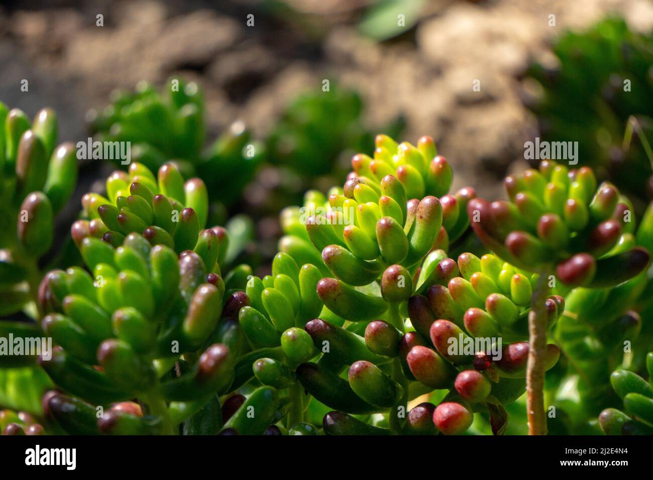 Eine Nahaufnahme von roten Steinbrotblüten, die im Sonnenlicht wachsen Stockfoto