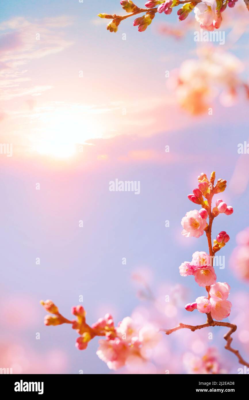 Abstrakter Frühlingshintergrund; Sakura-Blüten am Sonnenhimmel Stockfoto
