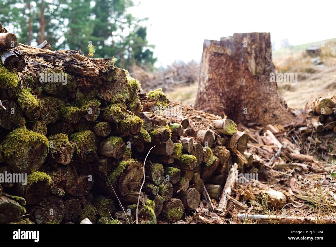 Verfaulende Fichtenstämme, die mit Moos bedeckt sind und in einem Bergwald neben einem Schnittbaum gefunden wurden. Stockfoto