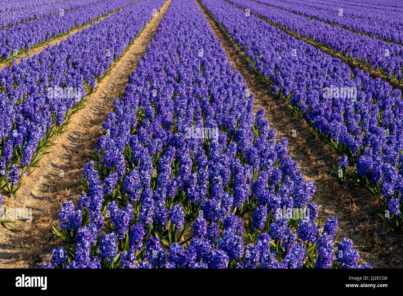 Frühling in den Niederlanden: Gerade Reihen blühender blauer Hyazinthen, Lisse, Südholland. Stockfoto