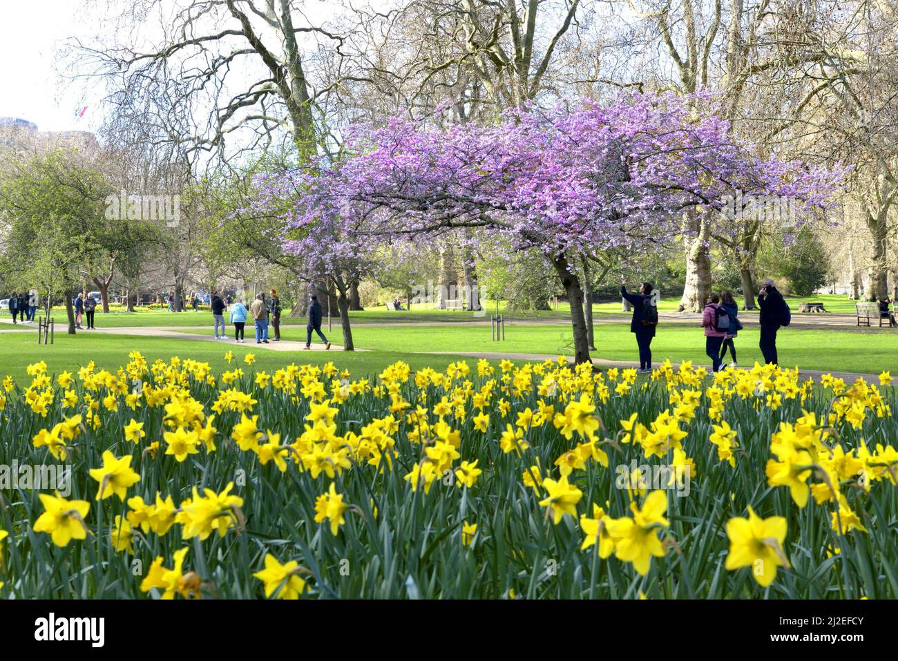 London, England, Großbritannien. Frühlingsblumen und Baumblüten im St James's Park, 17.. März 2022 Stockfoto