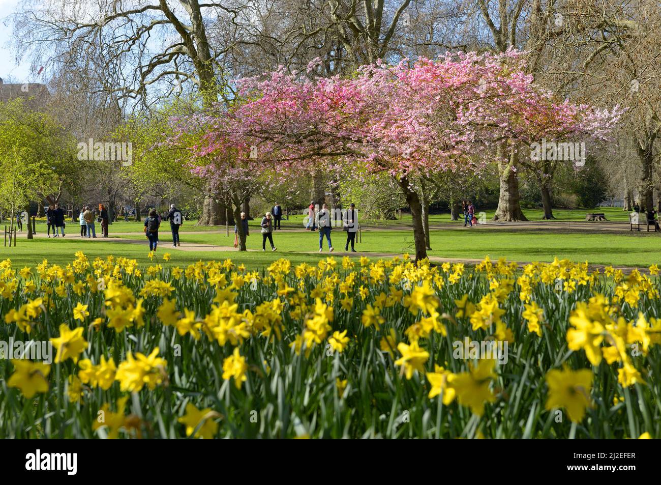 London, England, Großbritannien. Frühlingsblumen und Baumblüten im St James's Park, 17.. März 2022 Stockfoto