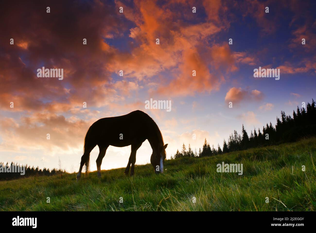 Schöne Pferd Silhouette auf einem Sonnenuntergang Hintergrund Stockfoto
