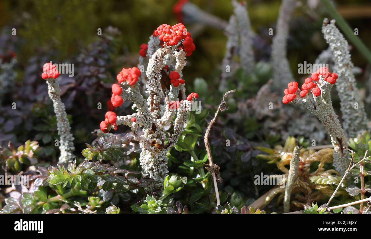 Britische Soldaten - Cladonia cristatella Stockfoto
