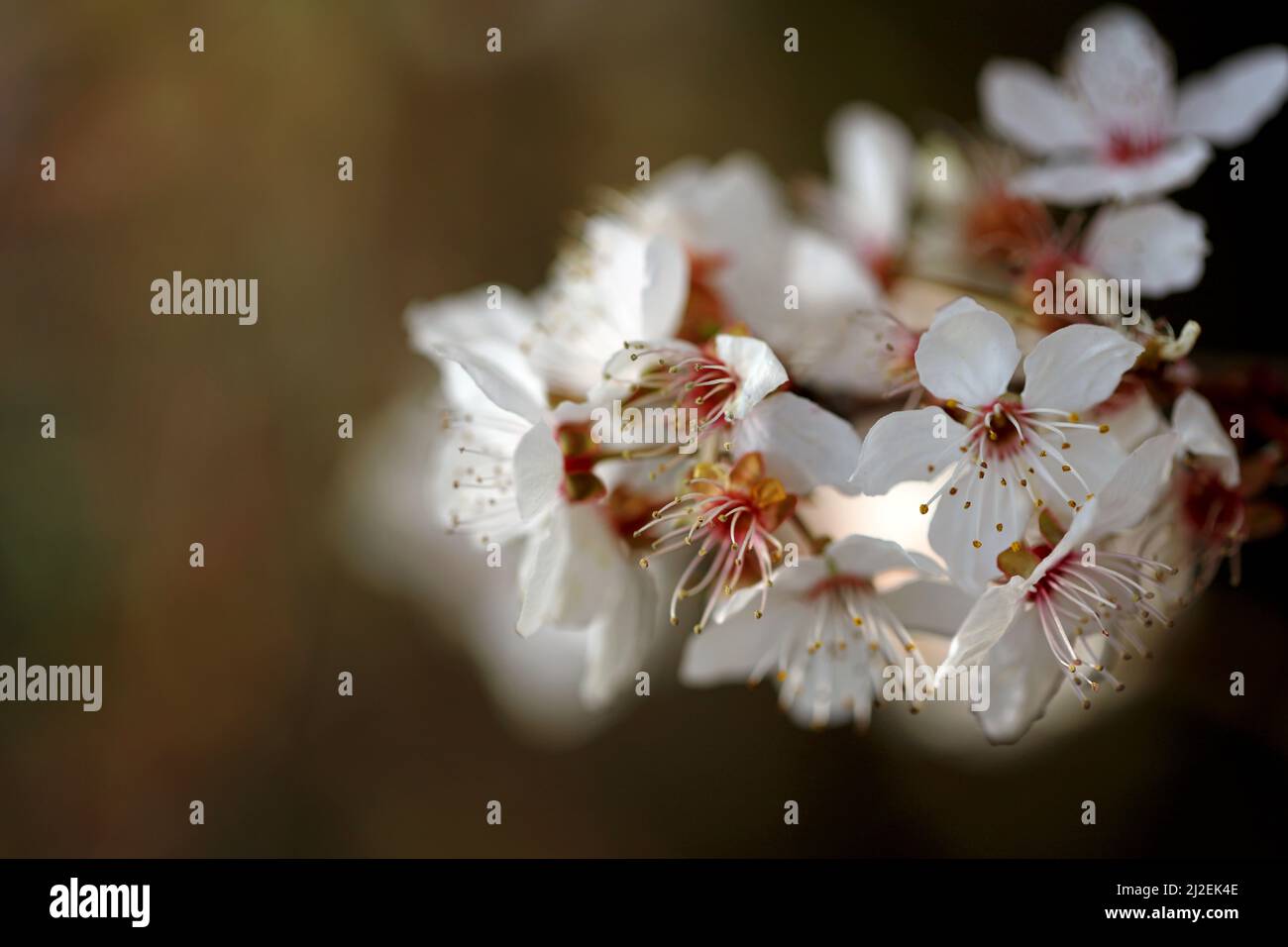 Blühende Blutpflaume Prunus cerasifera Stockfoto