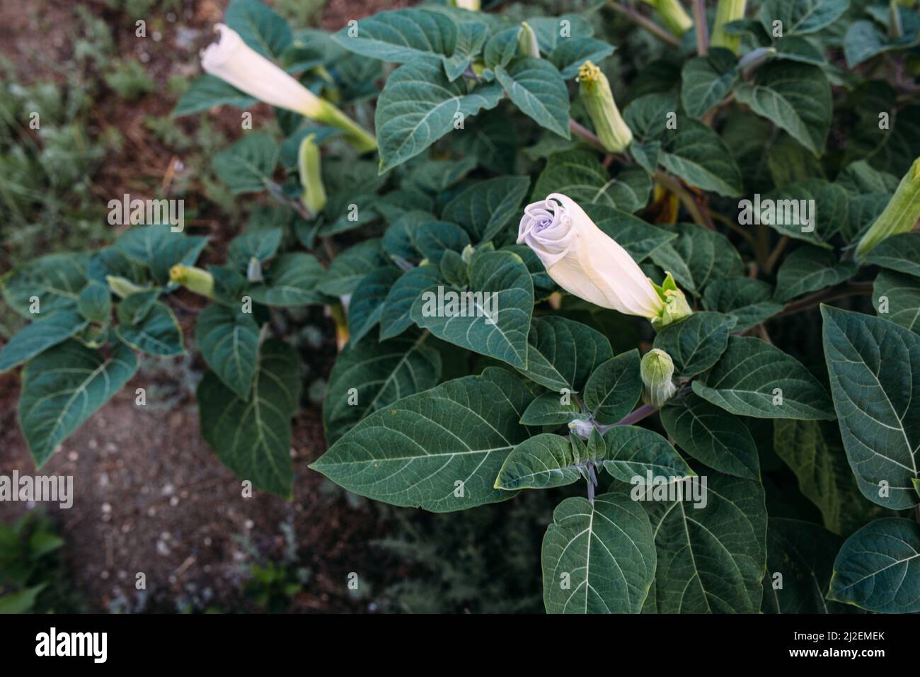 Jimsonweed Datura stramonium. Genannt Teufelsschnauze, Höllenglocken, Teufelskraut Stockfoto