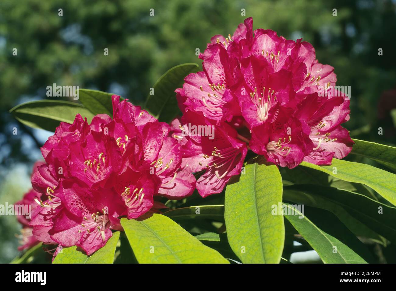 Blüten und Blätter von Baum Rhododendron, Rhododendron arboreum, Ericaceae Stockfoto