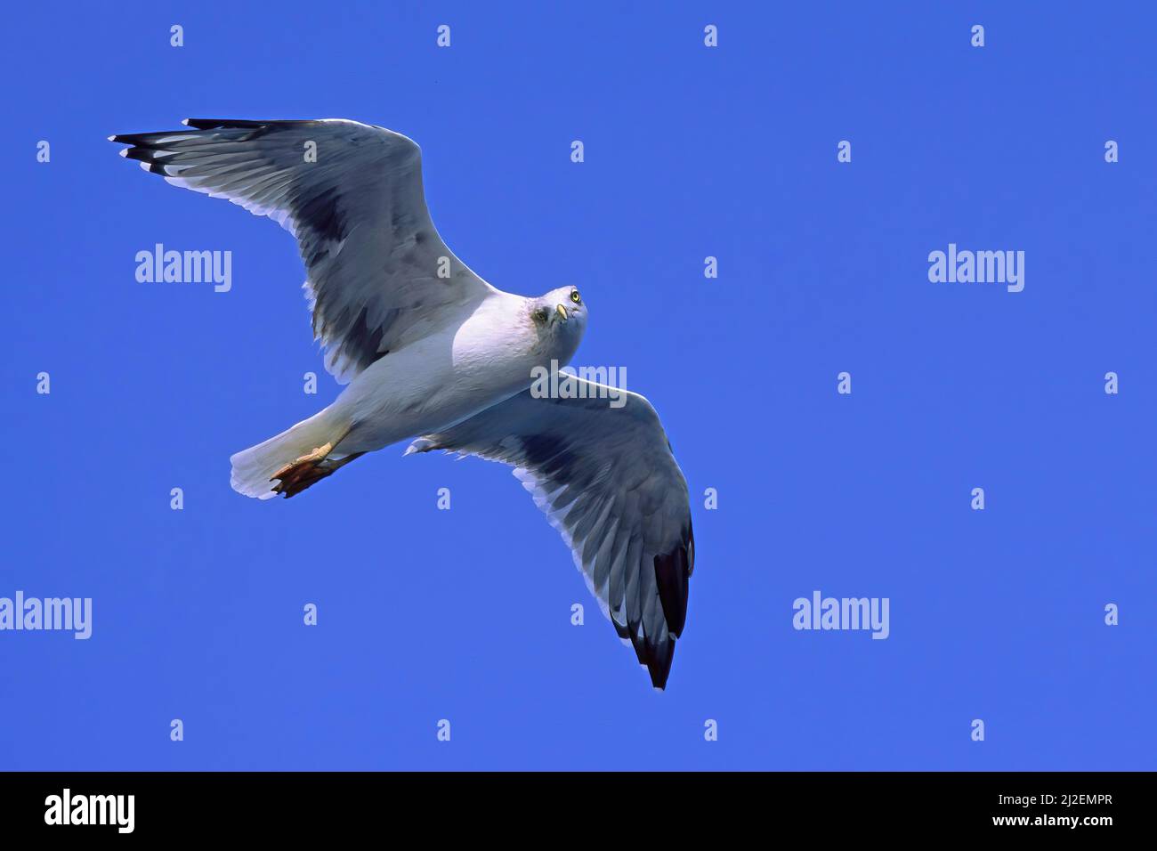 Exemplar der Gelbbeinmöwe im Flug, Larus michahellis michahellis; Laridae Stockfoto