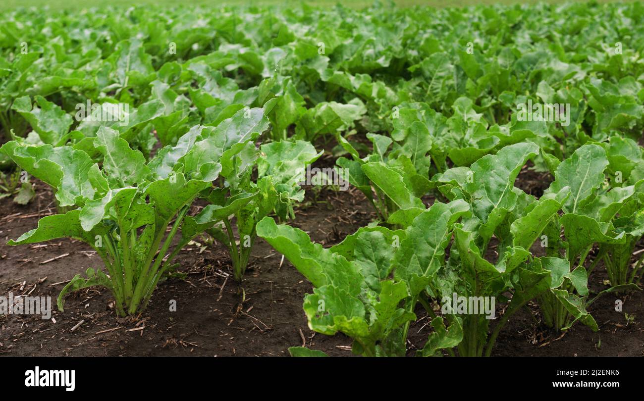 Frische Zuckerrüben Blätter im Frühjahr Stockfoto
