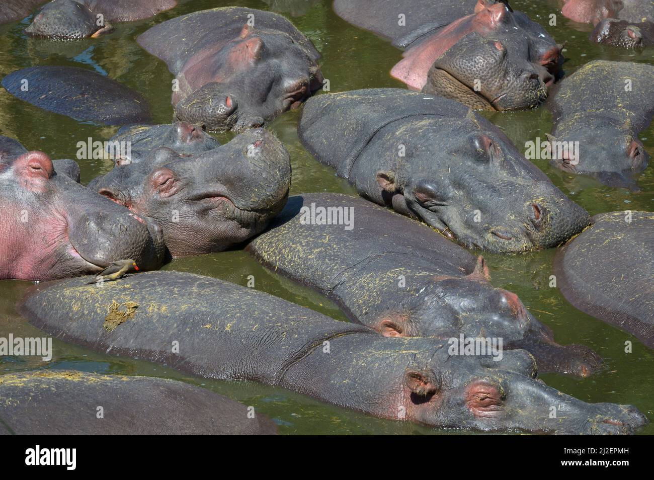 Dicht gepackte Masse von Hippopotamus (Hippopotamus amphibius) in einem schlammigen Pool in einem Fluss, Serengeti Nationalpark, Tansania. Stockfoto