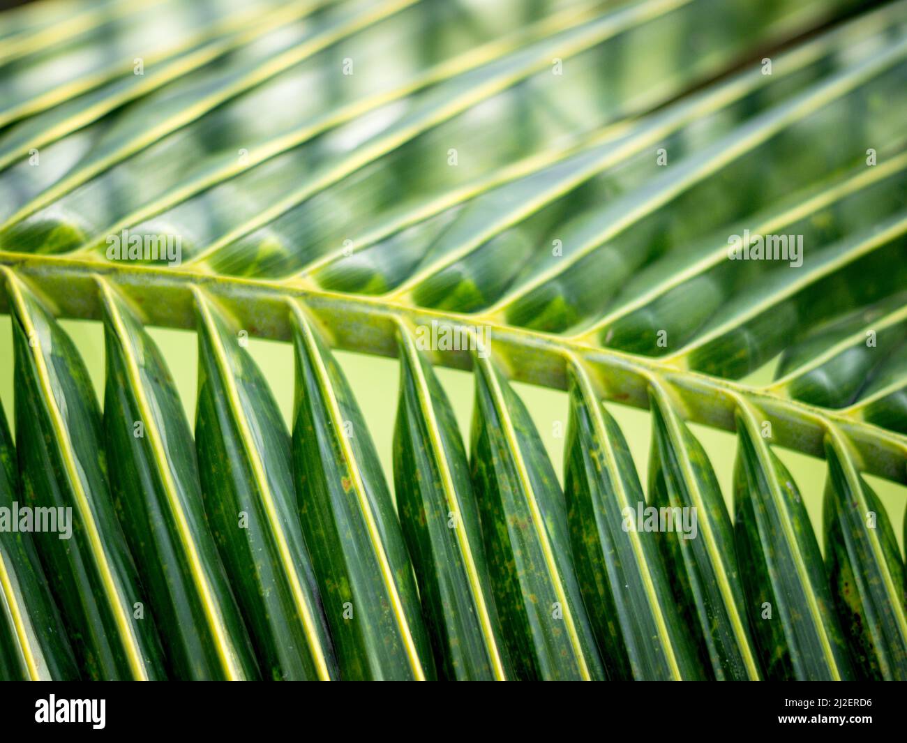 Grüne Kokosnussblätter, geordnet mit der Natur angeordnet Stockfoto