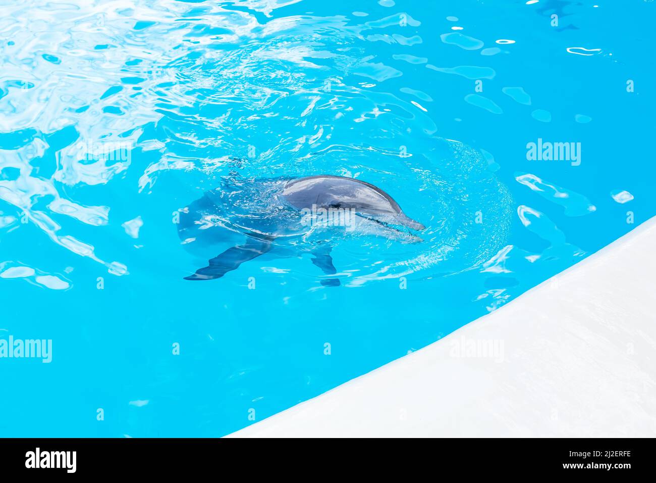Delfine schwimmen im Pool, zeigen Stockfoto