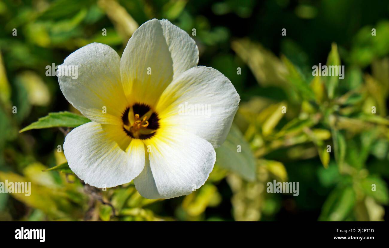 Weiße Butterblume oder Schwefelerle (Turnera subulata) Stockfoto