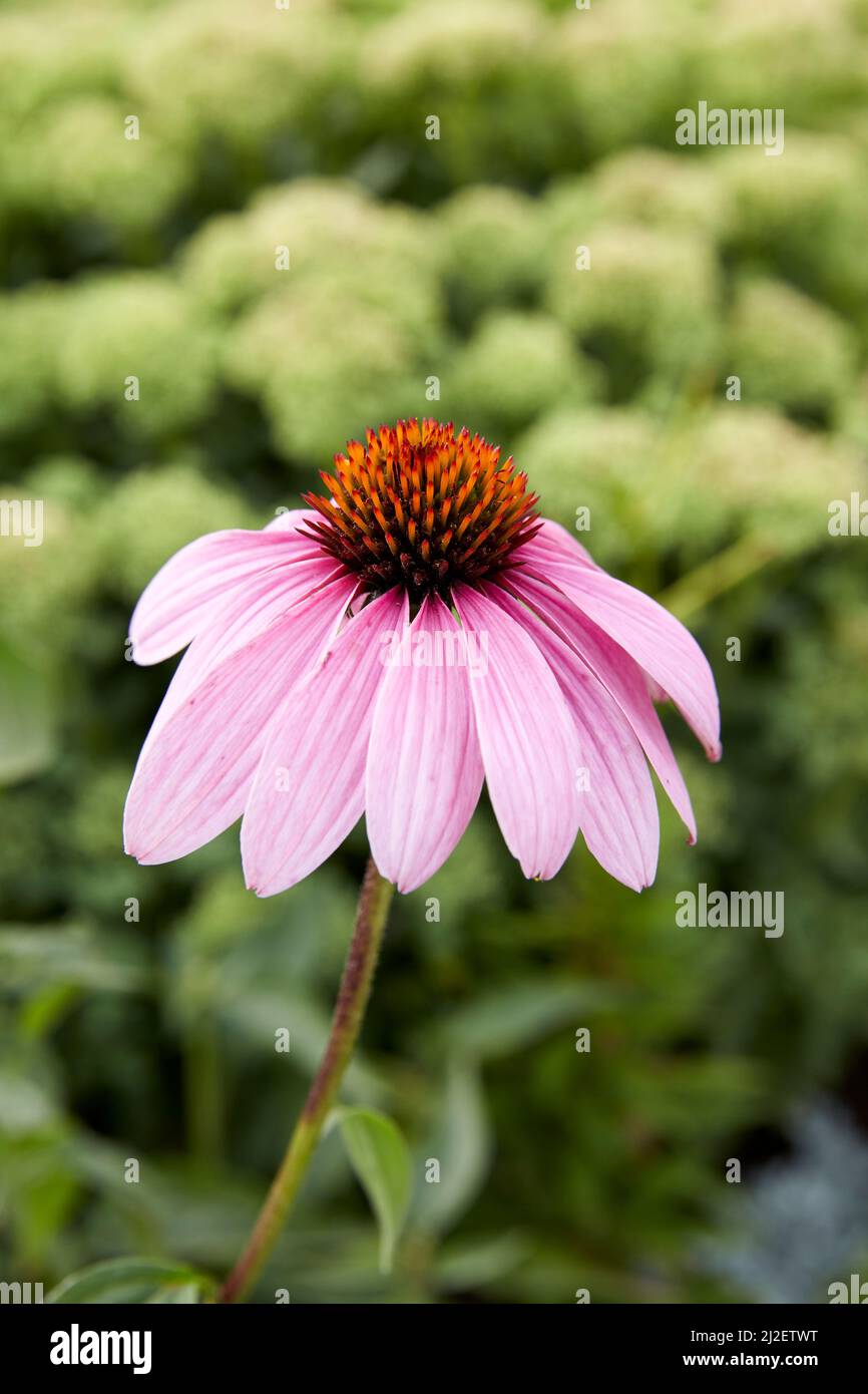 Echinacea ‘Rubinstern’ purpurner Blütenkiefern Stockfoto