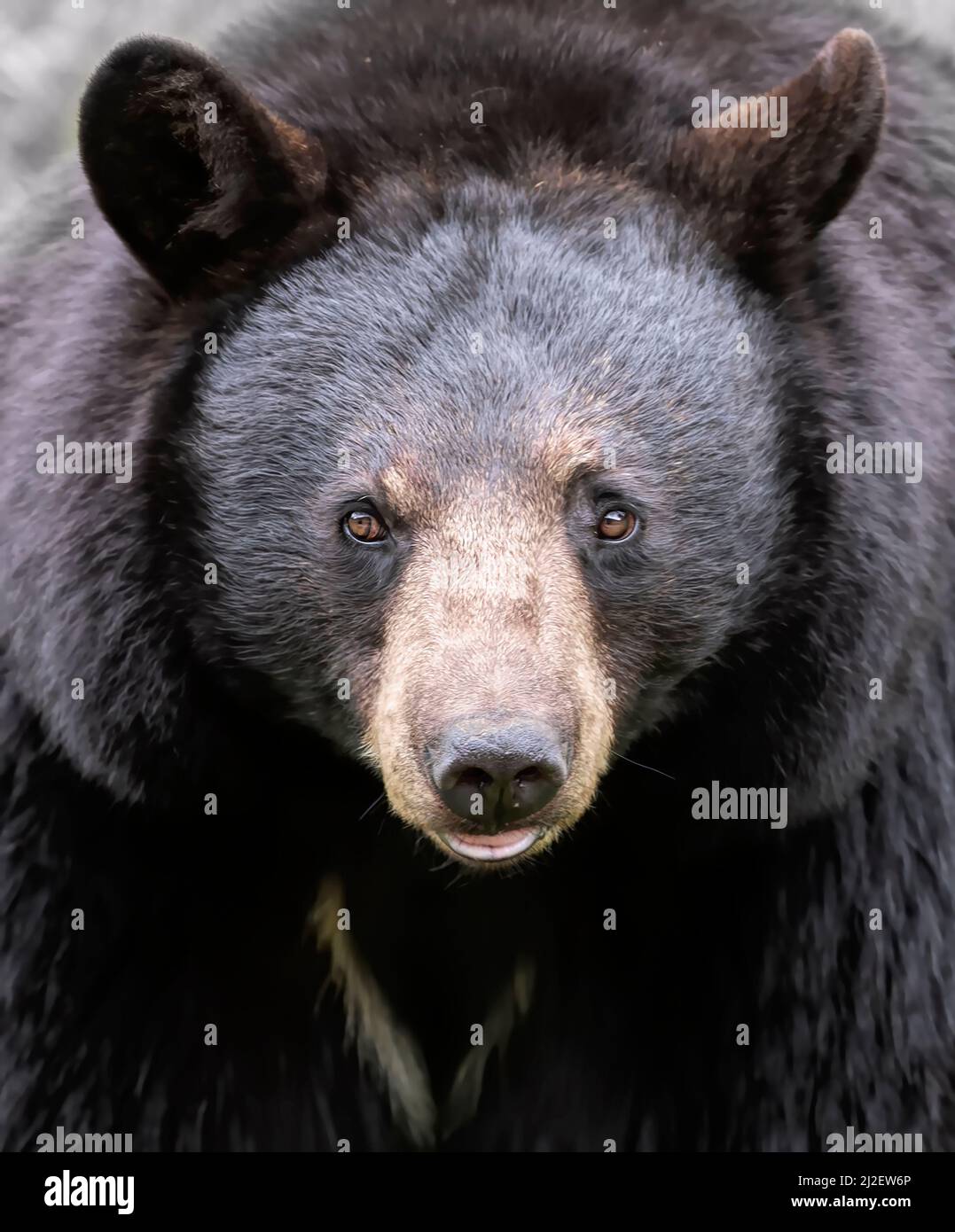 Black Bear Portrait auf der Wiese im Herbst in Kanada Stockfoto