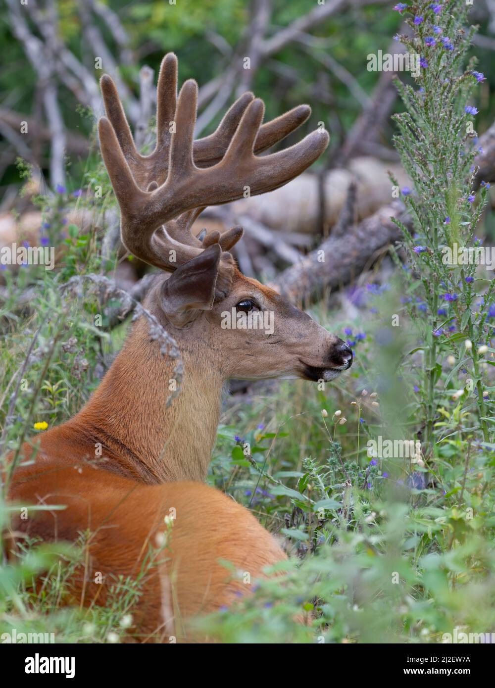 Weißschwanzhirsch mit Samtgeweih, der im Frühjahr in Kanada auf einer Wiese ruht Stockfoto