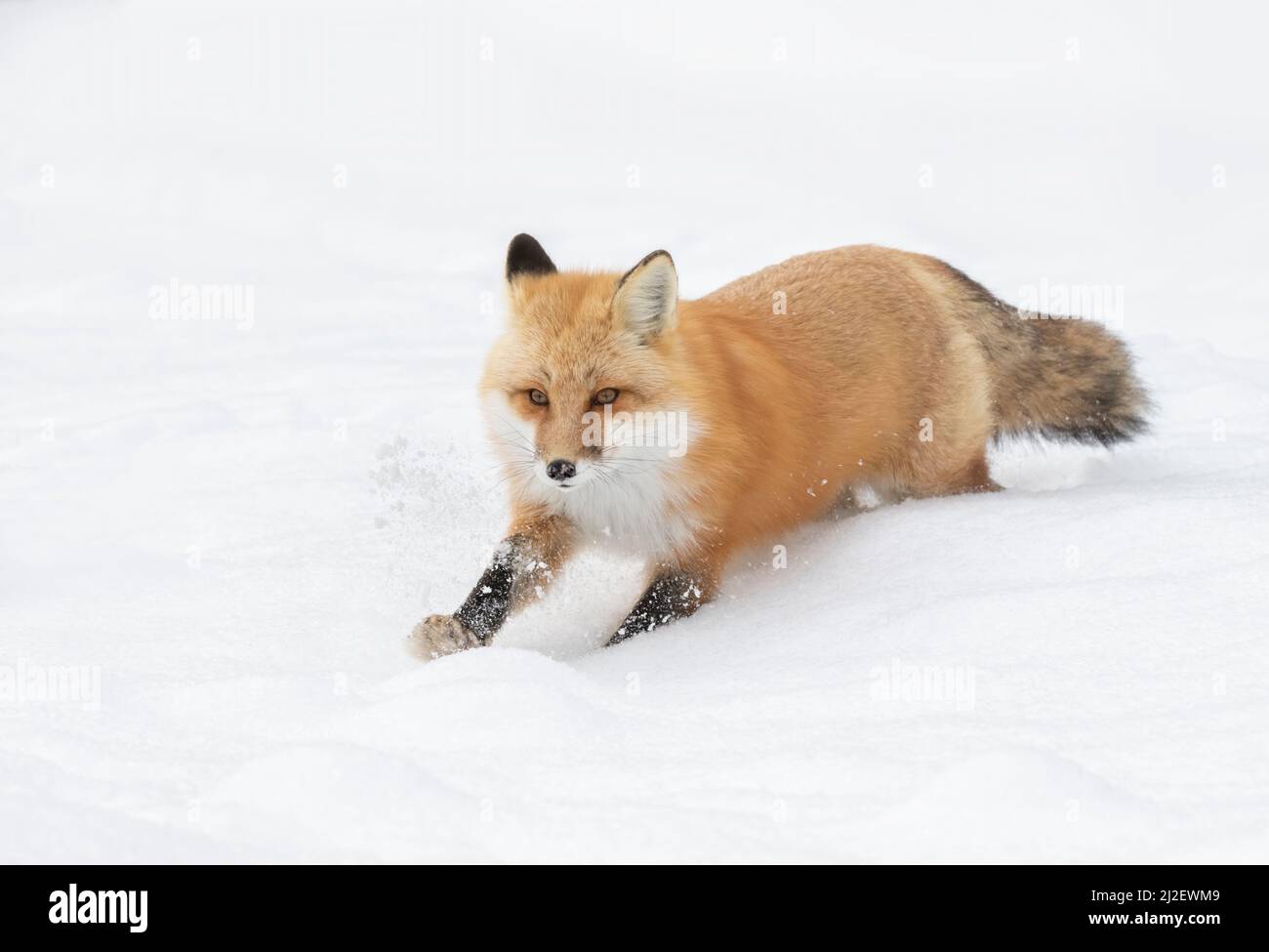 Rotfuchsulpes mit einem buschigen Schwanz, der auf der Jagd durch den frisch gefallenen Schnee im Winter im Algonquin Park, Kanada, isoliert ist Stockfoto