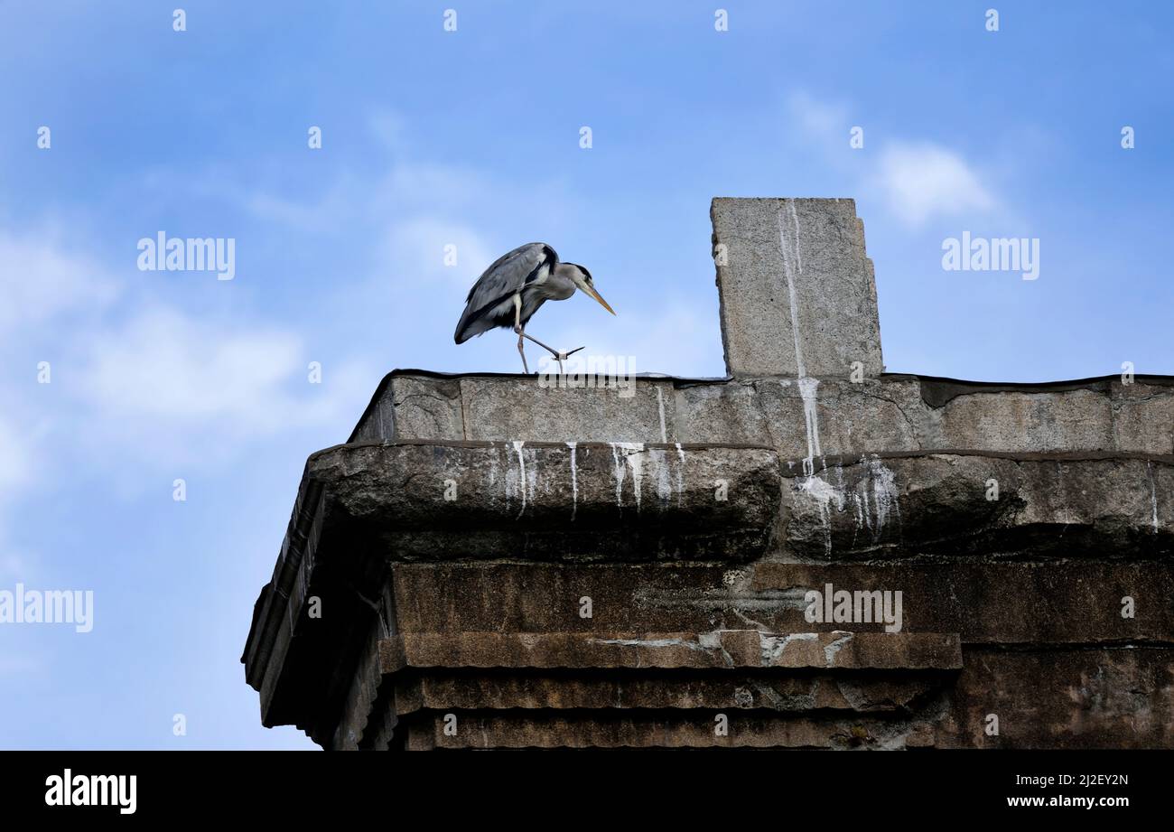 Kranichvögel Hiroshima Japan Stockfoto