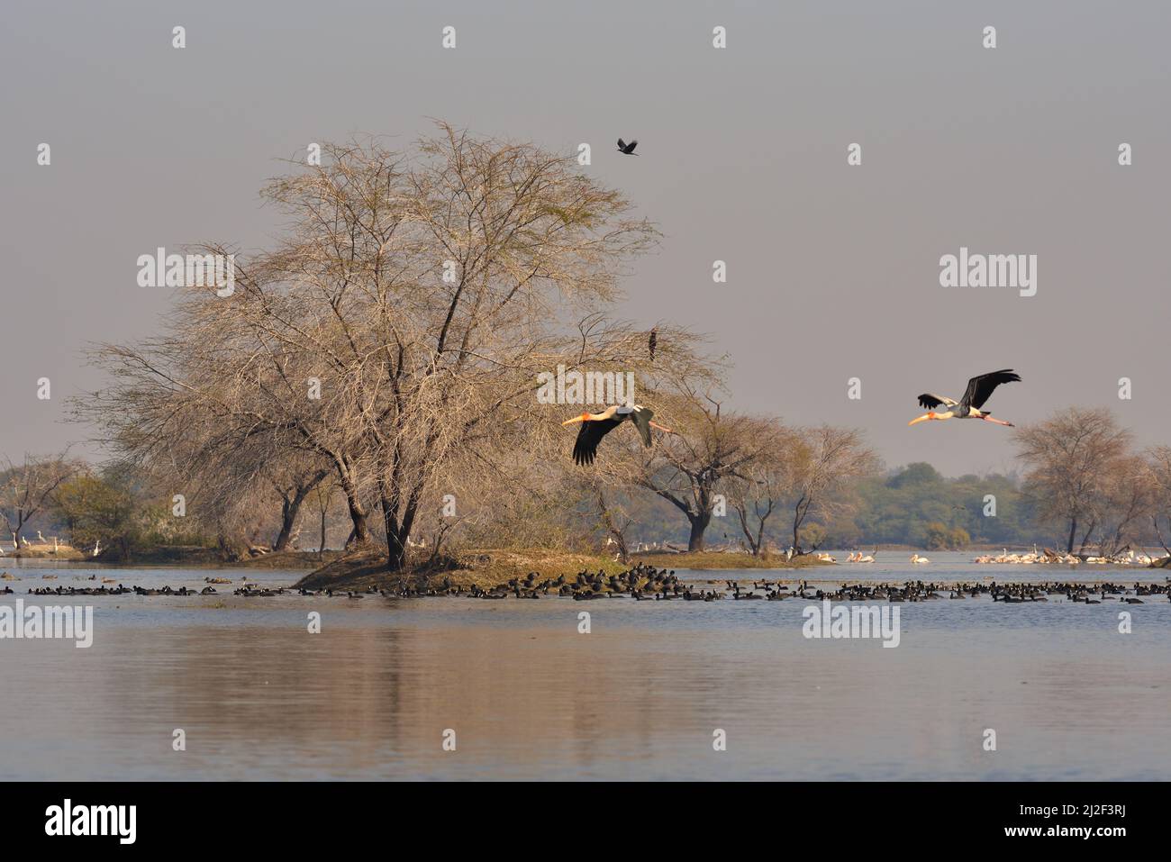 Keoladeo National Park, Bharatpur, Indien Stockfoto