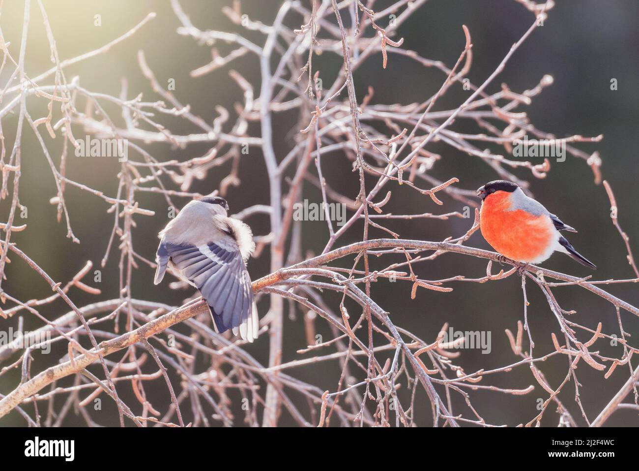 Ein Paar Gimpel-Vögel am Baumzweig am Wintertag. Stockfoto