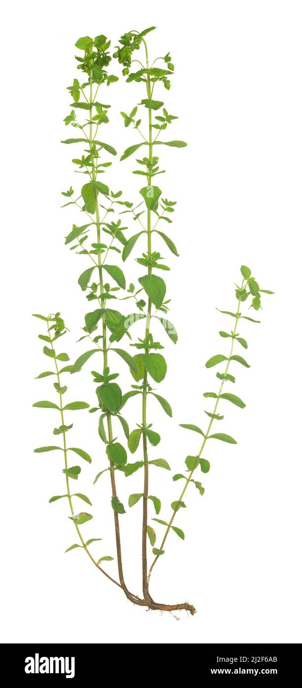 Perforate Johanniskraut, Hypericum perforatum Pflanze mit noch nicht blühender Wurzel isoliert auf weißem Grund Stockfoto