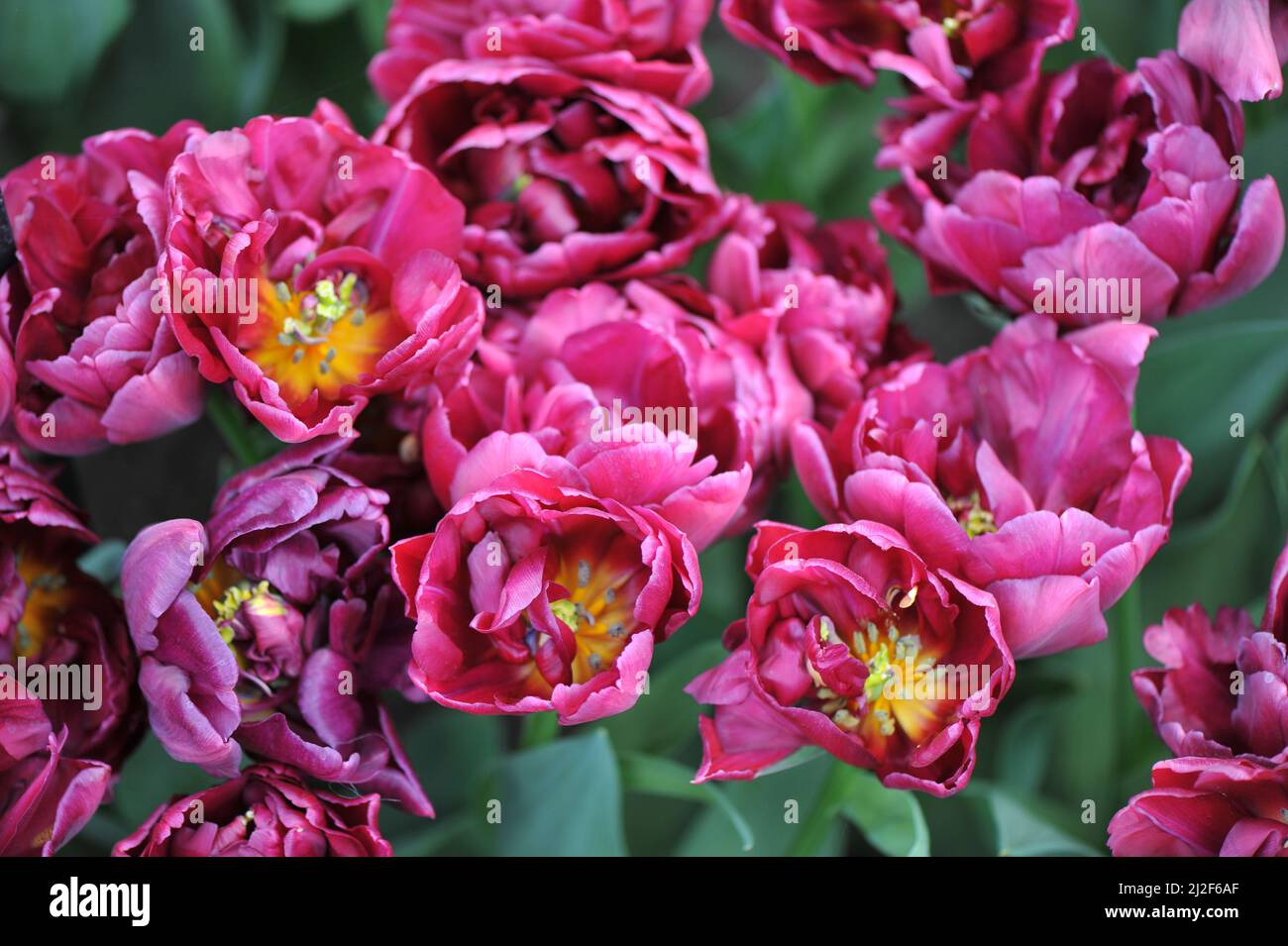 Rosafarbene, Pfingstrosen-blühende, doppelte frühe Tulpen (Tulipa) Alison Bradley blüht im März in einem Garten Stockfoto