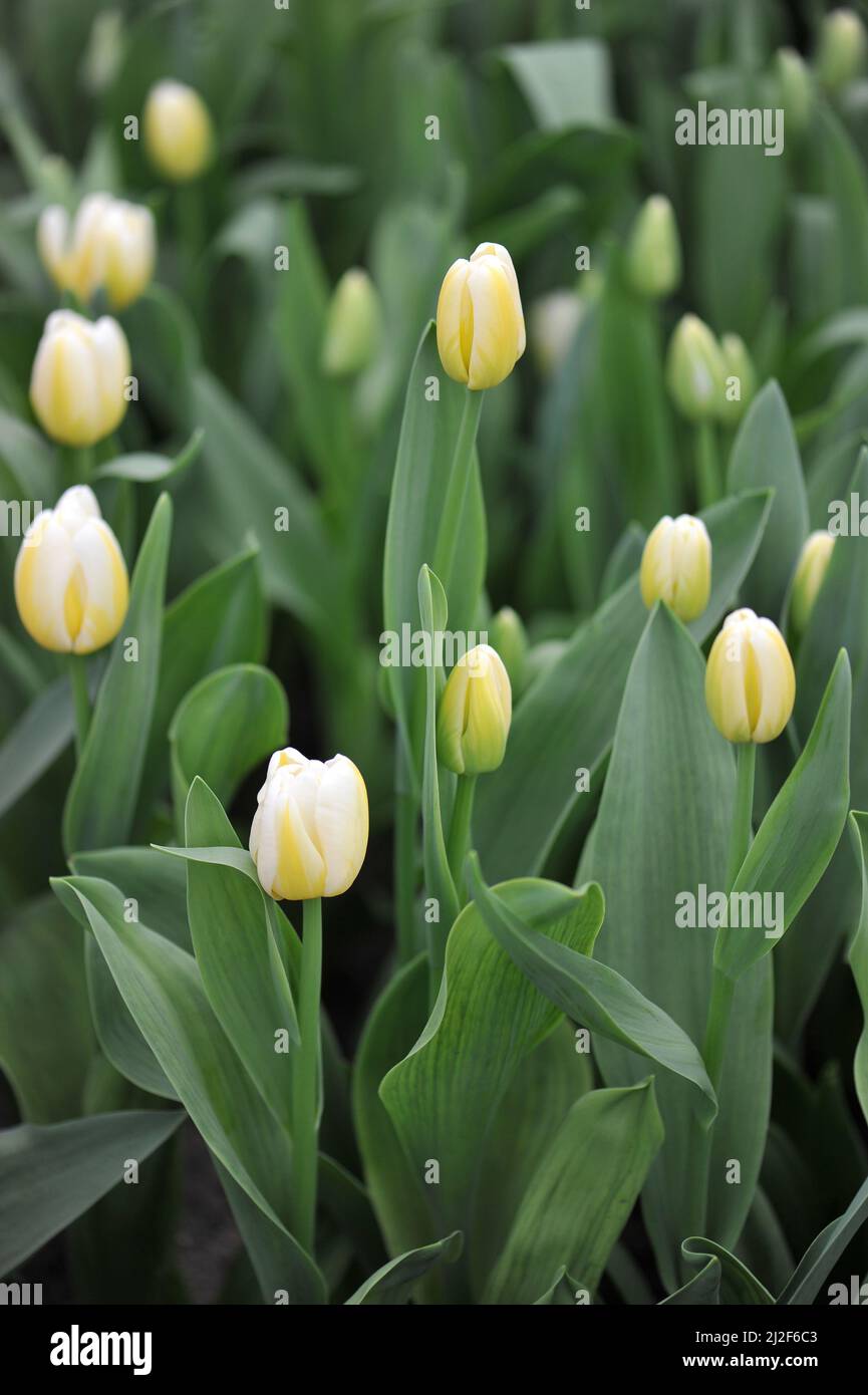 Gelbe und weiße Triumph Tulpen (Tulipa) Antarktis Flamme blüht im März in einem Garten Stockfoto