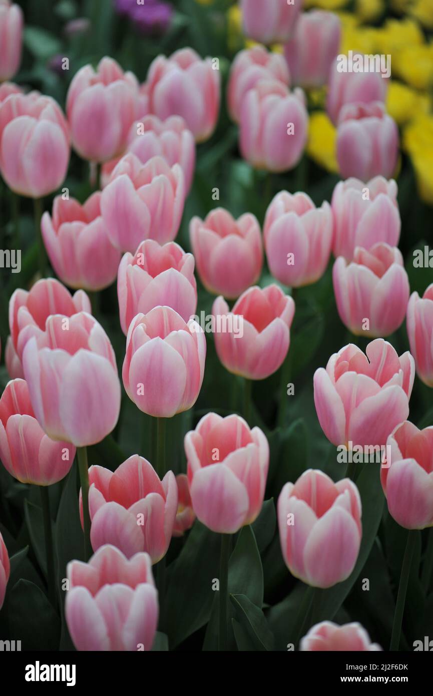 Pink Darwin Hybride Tulpen (Tulipa) Aprikosen erfreuen sich im März in einem Garten Stockfoto