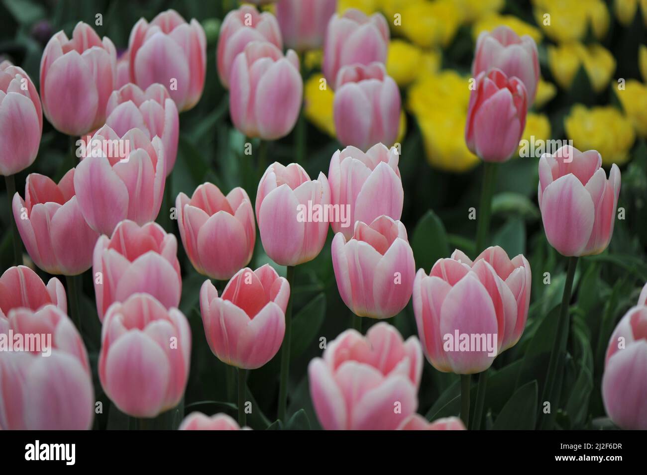 Pink Darwin Hybride Tulpen (Tulipa) Aprikosen erfreuen sich im März in einem Garten Stockfoto