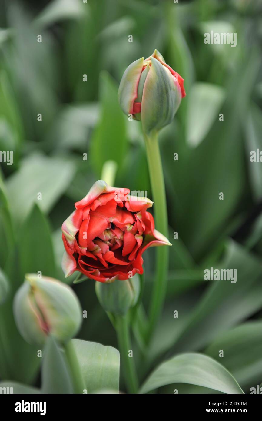 Im März blühen in einem Garten zwei spätPfingstrosen-Tulpen (Tulipa) bombastisch-rote Blüten Stockfoto