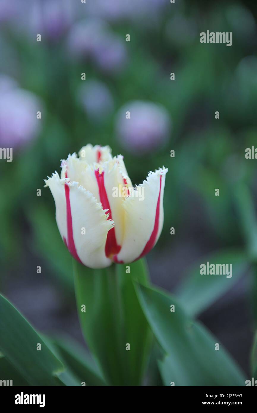 Weiß mit roten Streifen umsäumte Tulpe (Tulipa) brennendes Feuer blüht im März in einem Garten Stockfoto